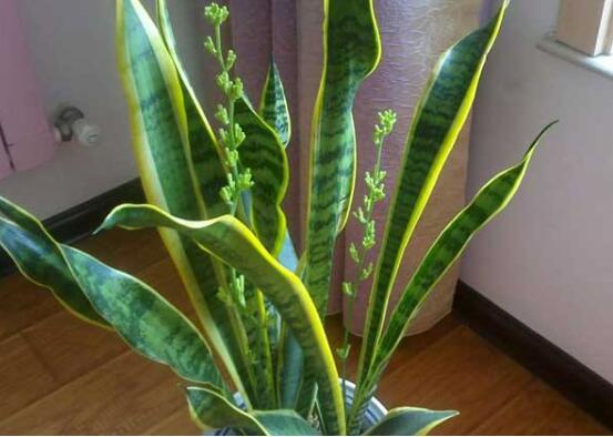 虎皮兰叶子如何变宽，3种办法让你的虎皮兰叶子又宽又肥