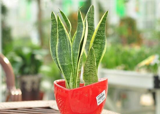 虎皮兰叶子如何变宽，3种办法让你的虎皮兰叶子又宽又肥