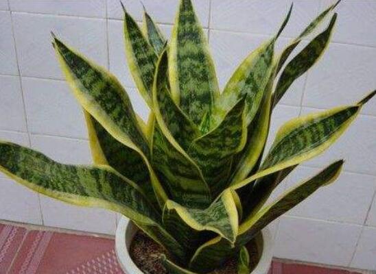 虎皮兰叶子如何变宽，3种办法让你的虎皮兰叶子又宽又肥