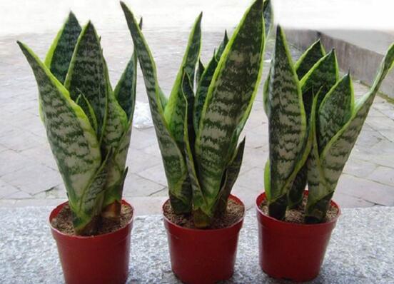 虎皮兰如何浇水，新栽的虎皮兰要浇水吗