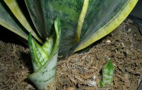 虎皮兰如何浇水，新栽的虎皮兰要浇水吗