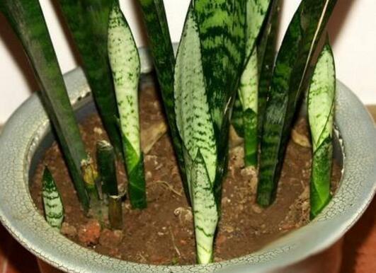 虎皮兰如何浇水，新栽的虎皮兰要浇水吗