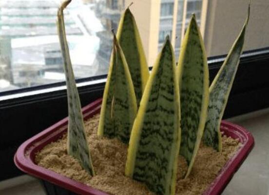 虎皮兰如何浇水，新栽的虎皮兰要浇水吗