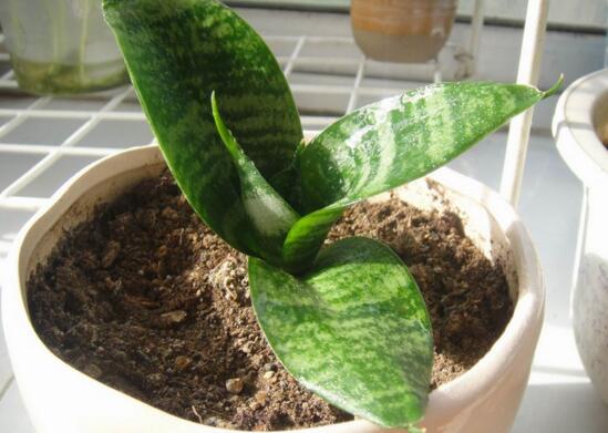 虎皮兰如何浇水，新栽的虎皮兰要浇水吗