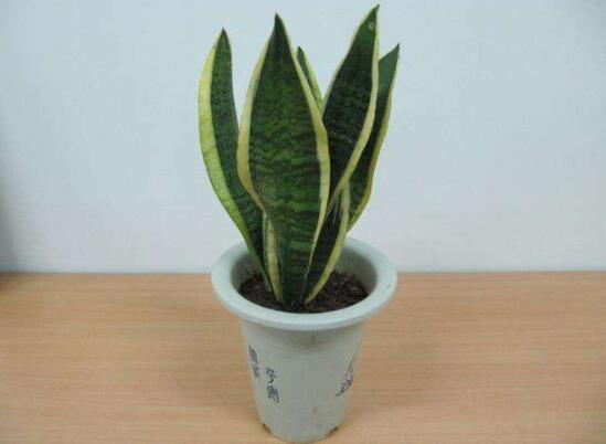 虎皮兰如何浇水，新栽的虎皮兰要浇水吗