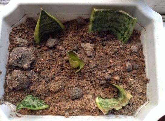 虎皮兰如何浇水，新栽的虎皮兰要浇水吗