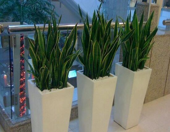 虎皮兰用什么土种植最好，虎皮兰的养殖办法(砂质土壤)