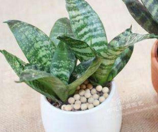 虎皮兰用什么土种植最好，虎皮兰的养殖办法(砂质土壤)