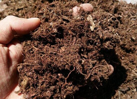 虎皮兰用什么土种植最好，虎皮兰的养殖办法(砂质土壤)