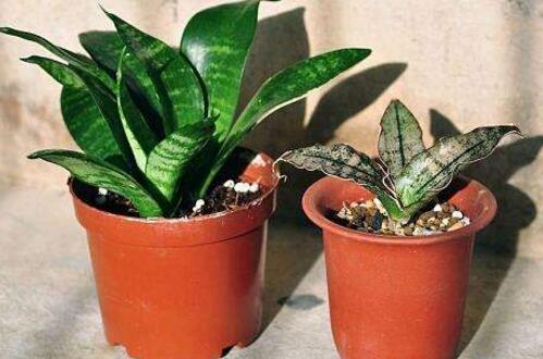 虎皮兰用什么土种植最好，虎皮兰的养殖办法(砂质土壤)