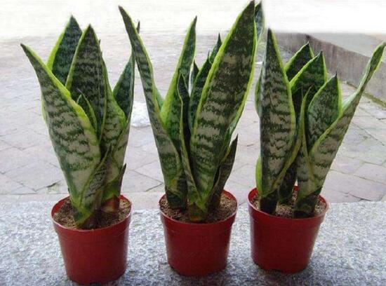 虎皮兰用什么土种植最好，虎皮兰的养殖办法(砂质土壤)