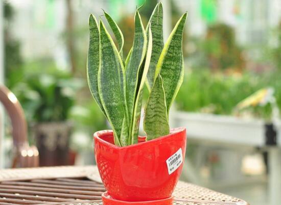 虎皮兰用什么土种植最好，虎皮兰的养殖办法(砂质土壤)