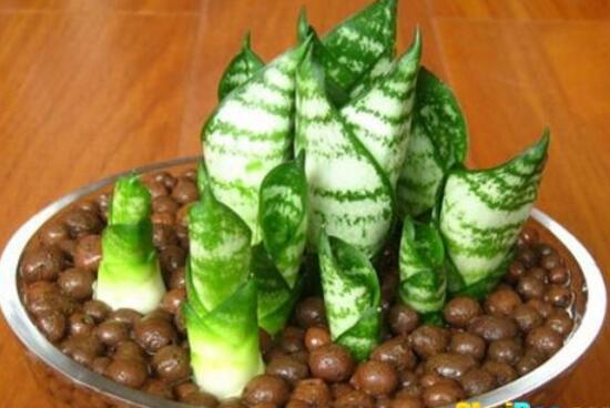 虎皮兰用什么土种植最好，虎皮兰的养殖办法(砂质土壤)