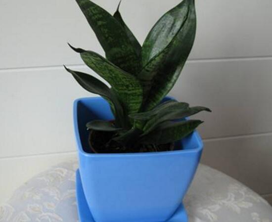 虎皮兰用什么土种植最好，虎皮兰的养殖办法(砂质土壤)