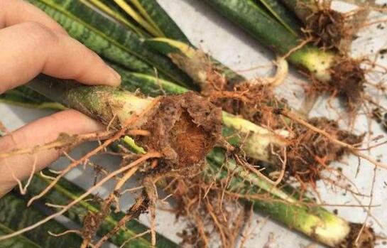 虎皮兰根烂了如何救活,三种办法让你的虎皮兰起死回生