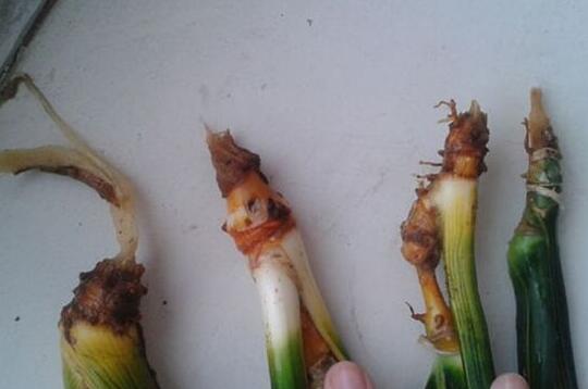 虎皮兰根烂了如何救活,三种办法让你的虎皮兰起死回生