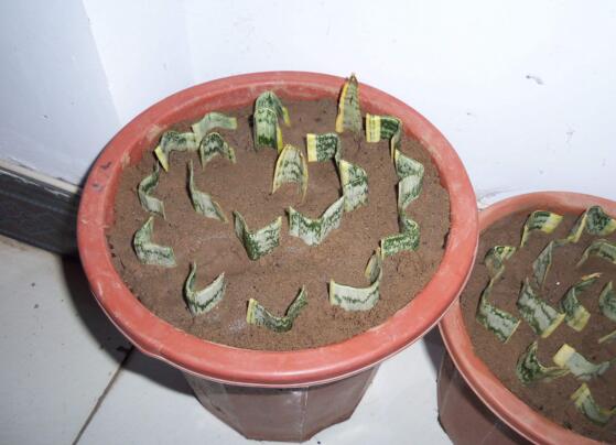 虎皮兰根烂了如何救活,三种办法让你的虎皮兰起死回生