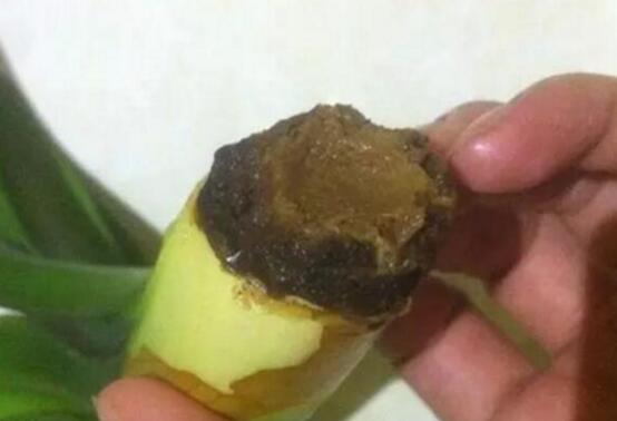 虎皮兰根烂了如何救活,三种办法让你的虎皮兰起死回生