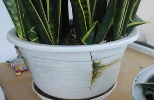 虎皮兰根烂了如何救活,三种办法让你的虎皮兰起死回生