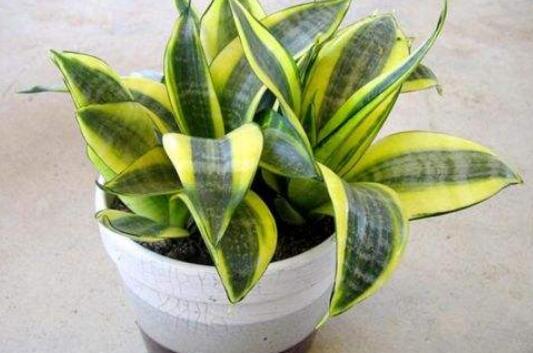虎皮兰根烂了如何救活,三种办法让你的虎皮兰起死回生