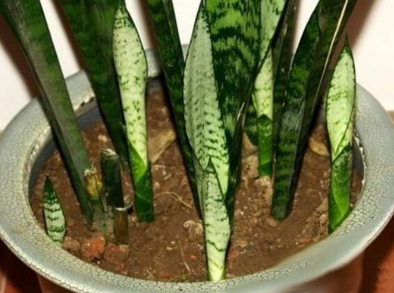 虎皮兰太高了如何修剪，剪短扦插让你的虎皮兰长爆盆