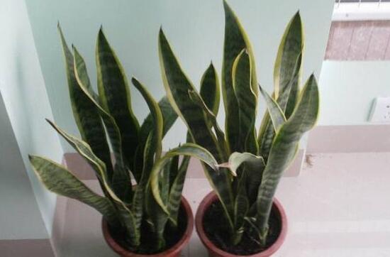 虎皮兰太高了如何修剪，剪短扦插让你的虎皮兰长爆盆