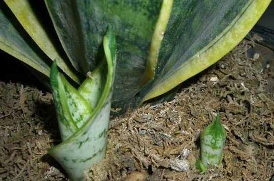 虎皮兰太高了如何修剪，剪短扦插让你的虎皮兰长爆盆