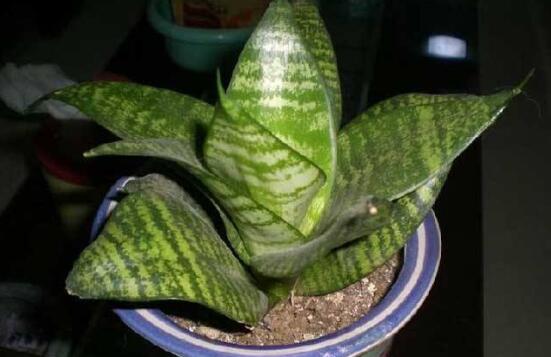 虎皮兰太高了如何修剪，剪短扦插让你的虎皮兰长爆盆