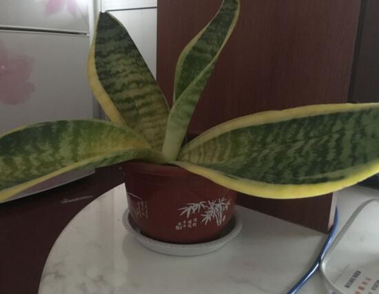 虎皮兰叶子干瘪发软如何办，4种办法让你的虎皮兰恢复生机