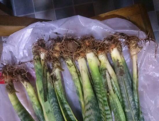 虎皮兰叶子干瘪发软如何办，4种办法让你的虎皮兰恢复生机