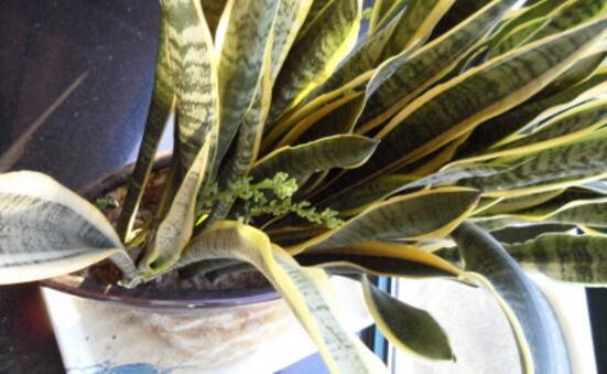虎皮兰叶子干瘪发软如何办，4种办法让你的虎皮兰恢复生机