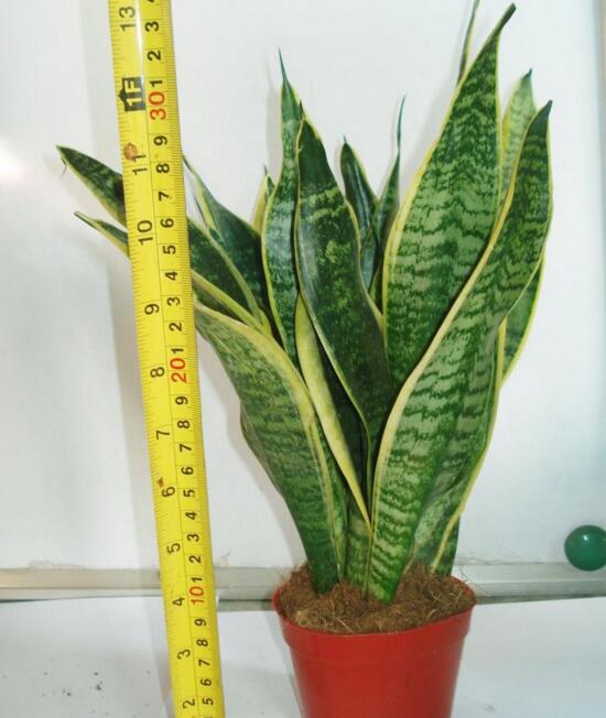 虎皮兰叶子干瘪发软如何办，4种办法让你的虎皮兰恢复生机