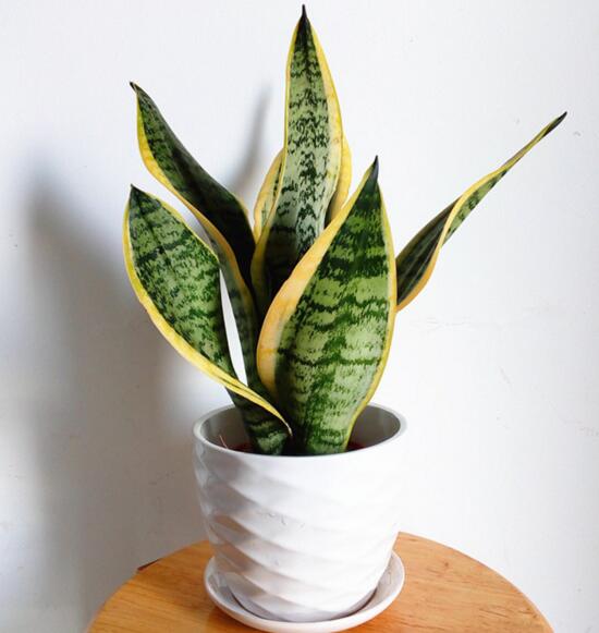 虎皮兰叶子干瘪发软如何办，4种办法让你的虎皮兰恢复生机