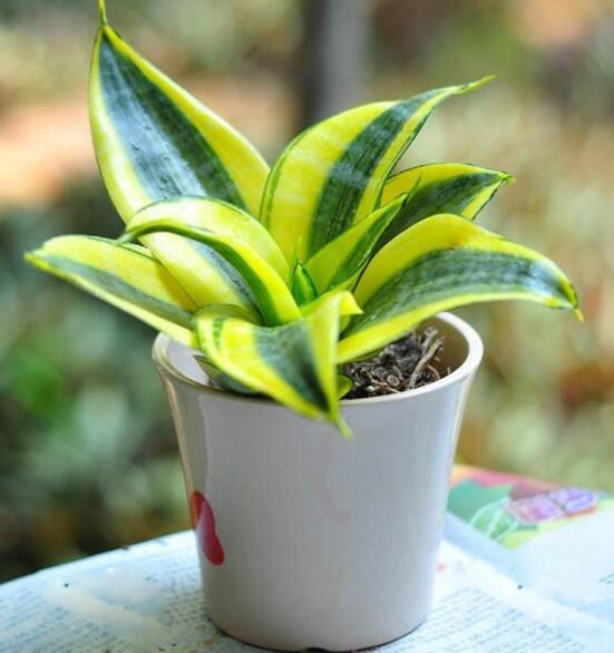 虎皮兰叶子干瘪发软如何办，4种办法让你的虎皮兰恢复生机