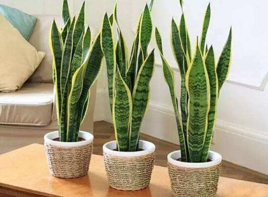 虎皮兰如何养最好，学会五个技巧让它绿叶常青