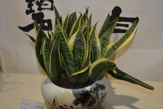 虎皮兰如何养最好，学会五个技巧让它绿叶常青