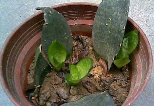 虎皮兰如何养最好，学会五个技巧让它绿叶常青