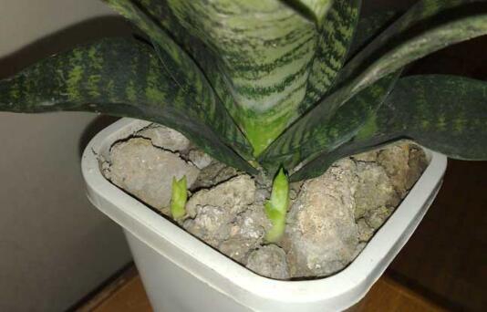 虎皮兰如何养最好，学会五个技巧让它绿叶常青