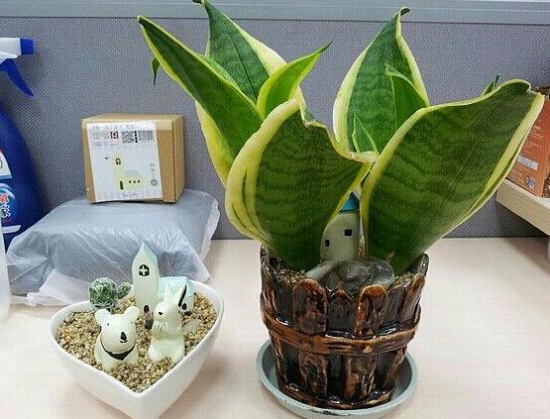 虎皮兰如何养最好，学会五个技巧让它绿叶常青