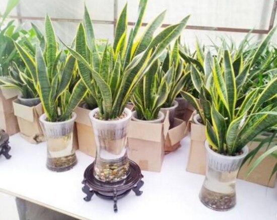 虎皮兰如何养最好，学会五个技巧让它绿叶常青