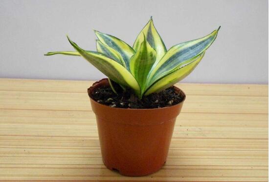 虎皮兰如何养最好，学会五个技巧让它绿叶常青