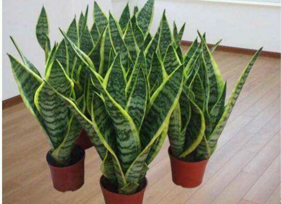 虎皮兰如何扦插,简单操作变身天然清道夫