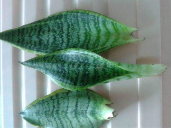 虎皮兰如何扦插,简单操作变身天然清道夫