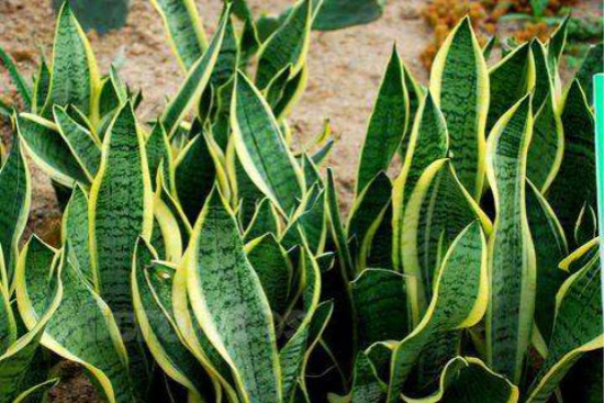 虎皮兰如何扦插,简单操作变身天然清道夫