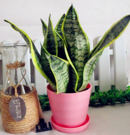 家里养虎皮兰不吉利吗?摆放对了还能带来好运
