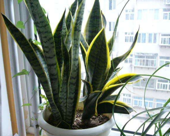 家里养虎皮兰不吉利吗?摆放对了还能带来好运