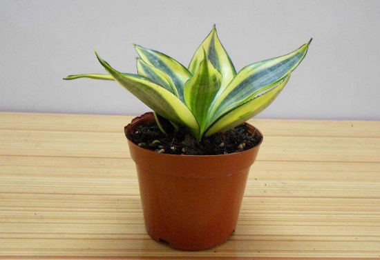 家里养虎皮兰不吉利吗?摆放对了还能带来好运