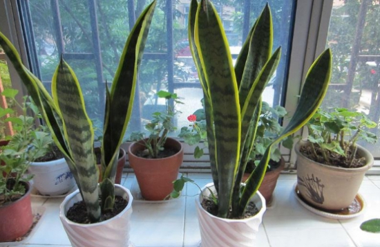 家里养虎皮兰不吉利吗?摆放对了还能带来好运