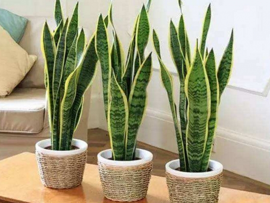 虎皮兰夏季如何养：基本不要被渴死就行