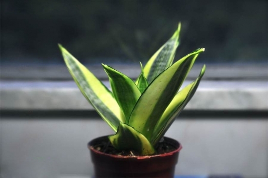 虎皮兰冬季如何养，虎皮兰冬季养殖办法